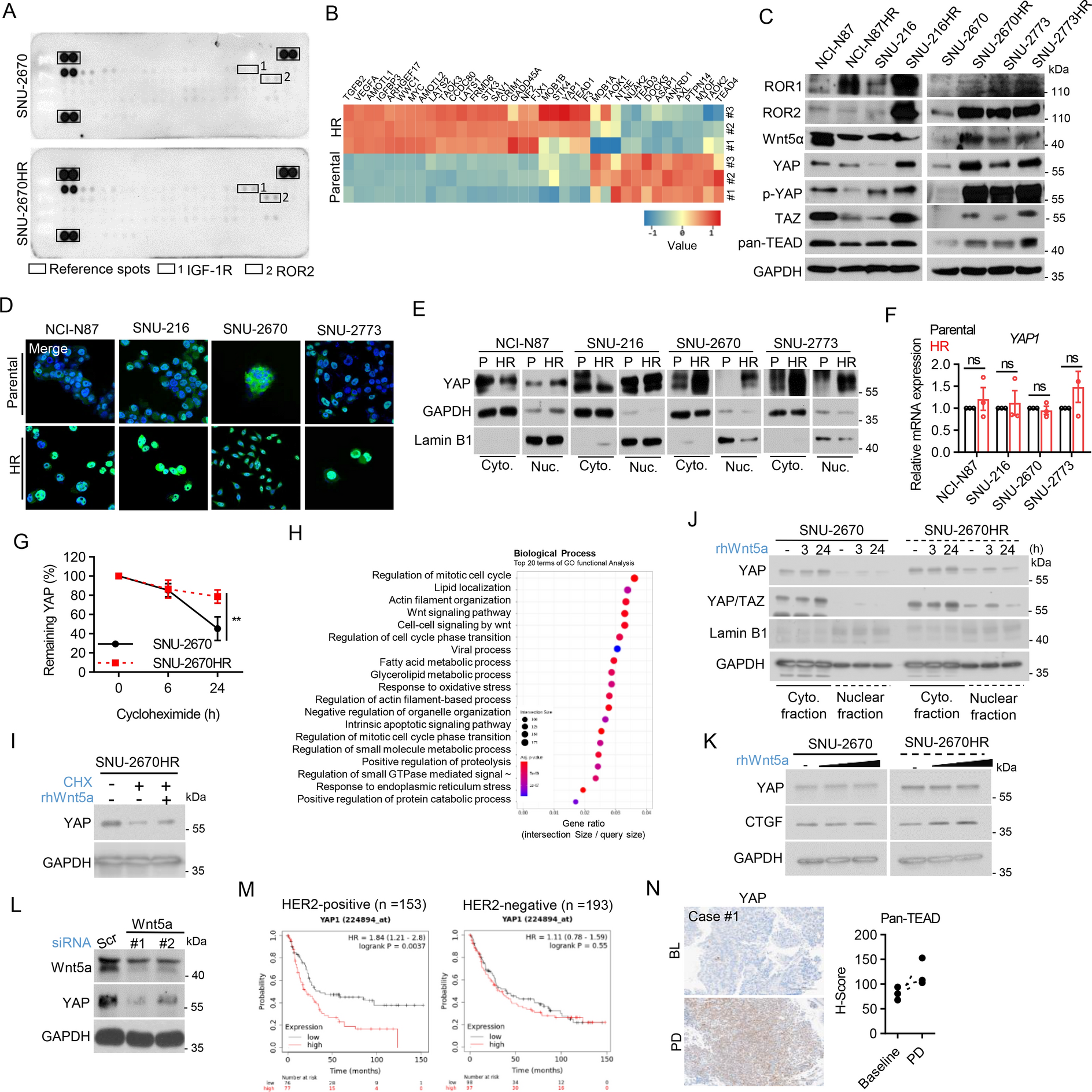 YAP as a therapeutic target to reverse trastuzumab resistance
