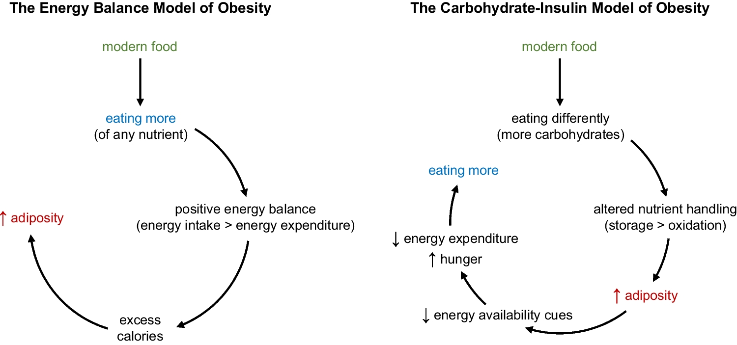 A Hypothesis on the Historical Development of Obesity that is Not Only About Food