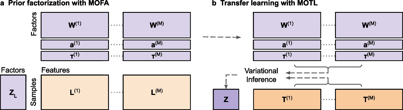 MOTL: enhancing multi-omics matrix factorization with transfer learning