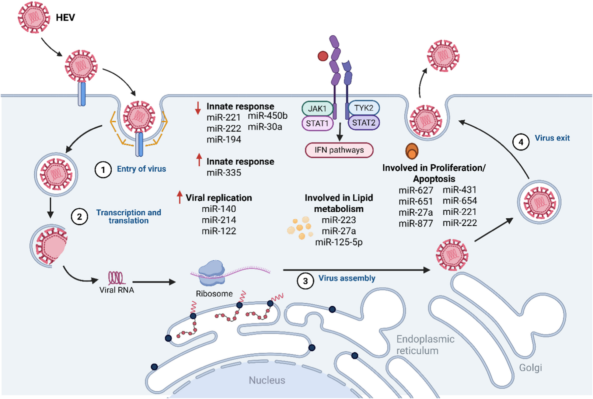 Differential miRNA signatures in Hepatitis E Virus Infection: Insights into acute, chronic, and pregnancy-related outcomes