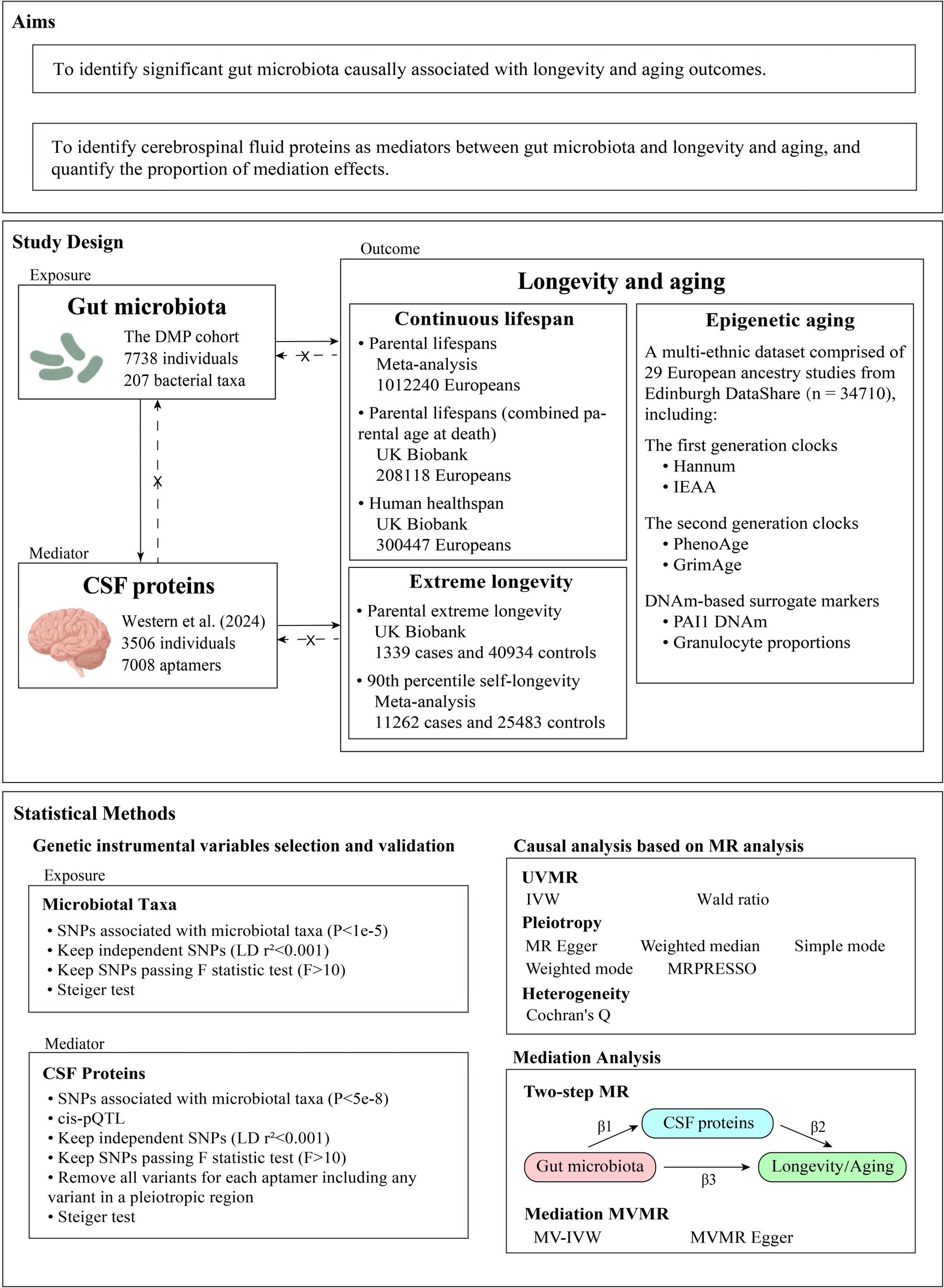 Identification of gut microbiota causally associated with aging and longevity and mediation roles of the cerebrospinal fluid proteins: proteomic genetic evidence from Mendelian randomization