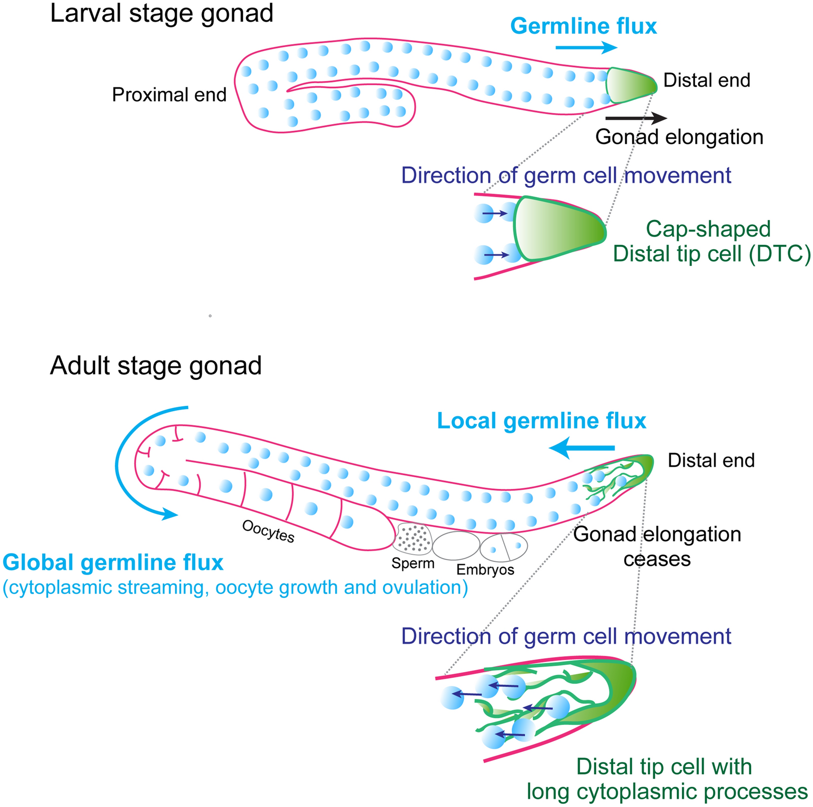 germline flux pulls its stem-cell niche cells into shape