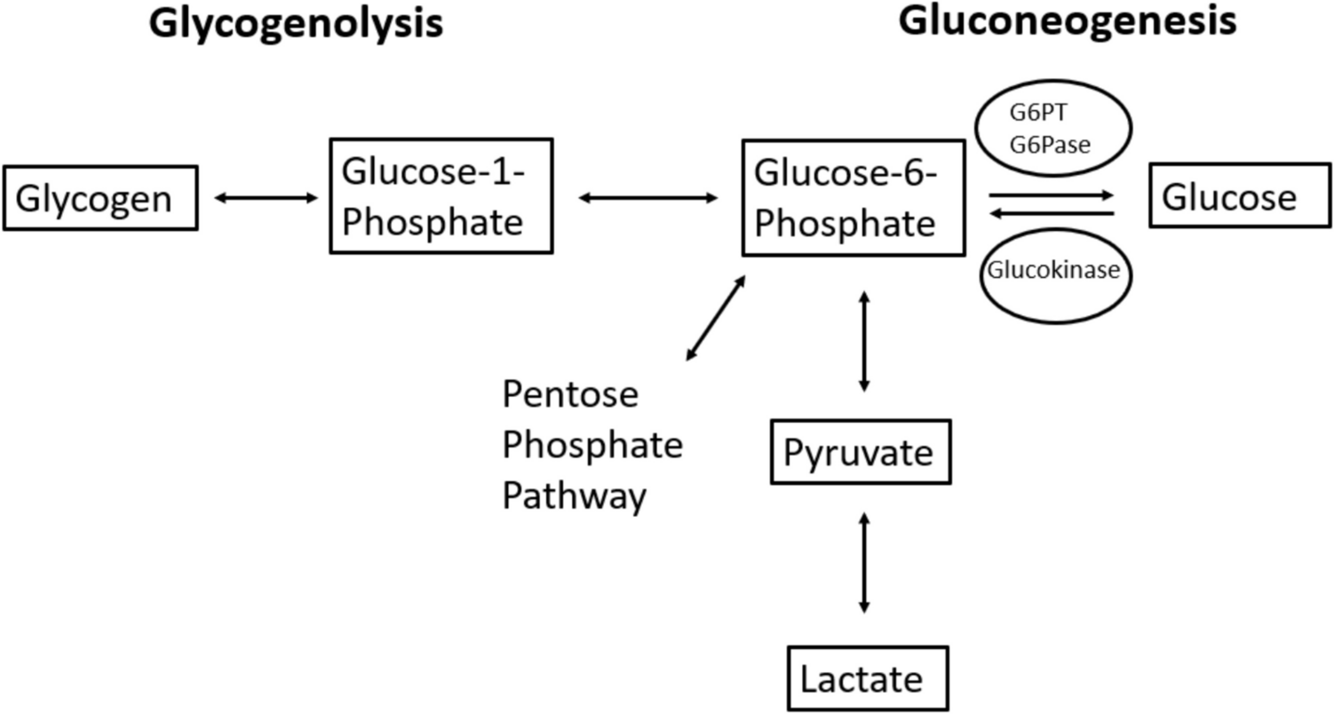 Clinical, laboratory and molecular features of glycogen storage disease type 1a and 1b patients from Turkey: novel mutations and phenotypes