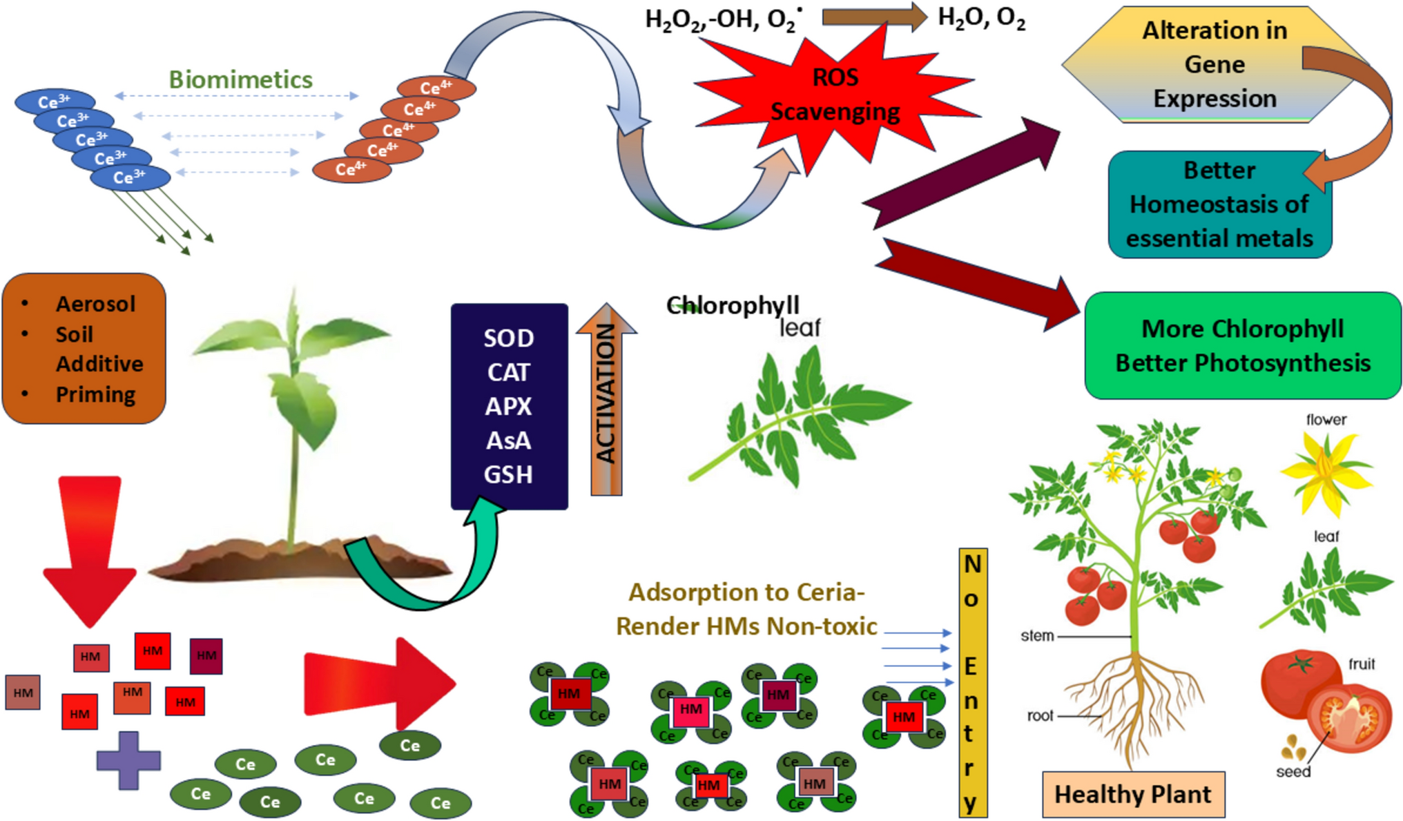 Effect of cerium oxide and silicon dioxide nanoparticles in combating heavy metal stress in plants