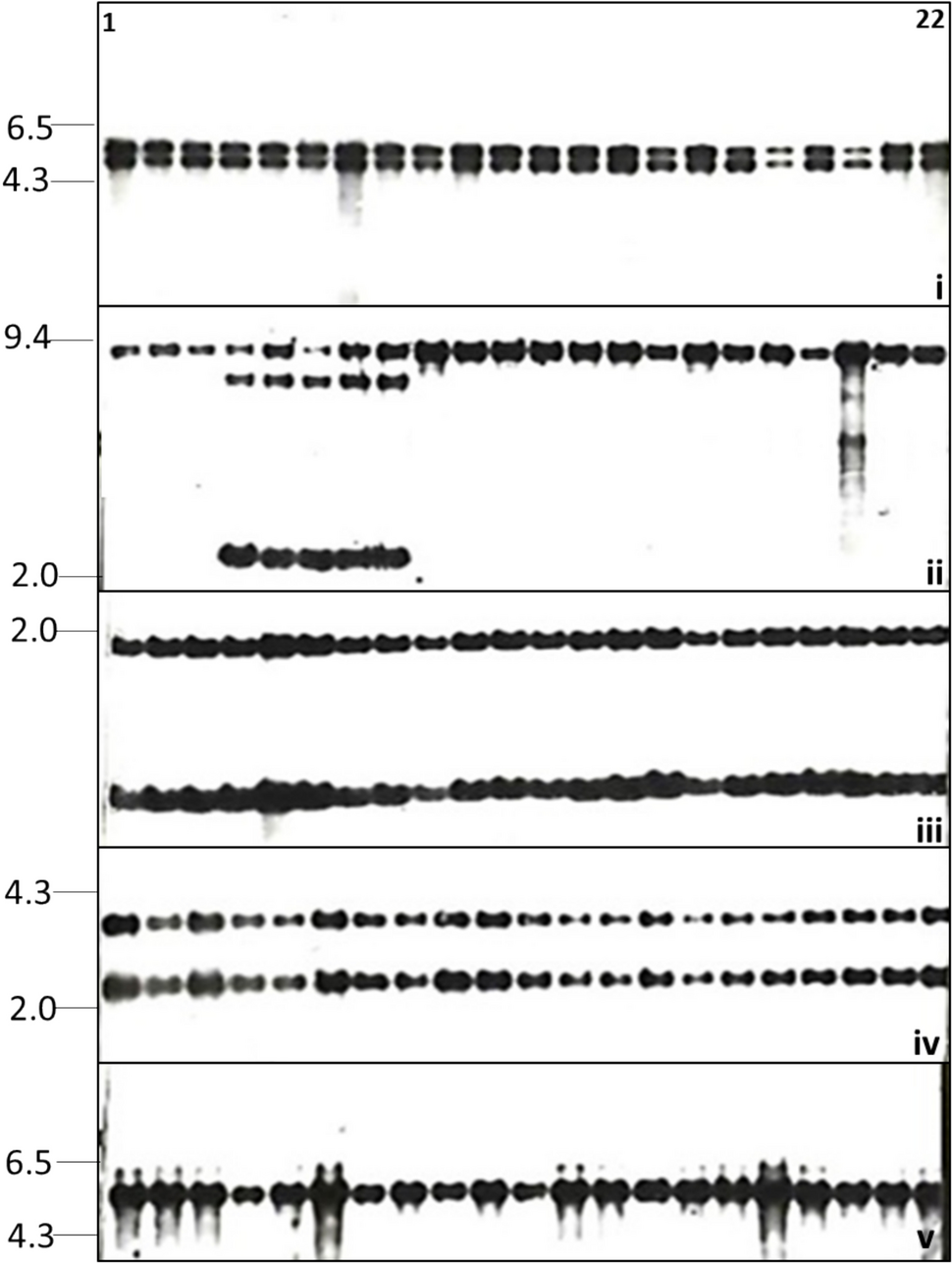 Genetic fidelity analysis of tissue culture-derived teak () elite clones