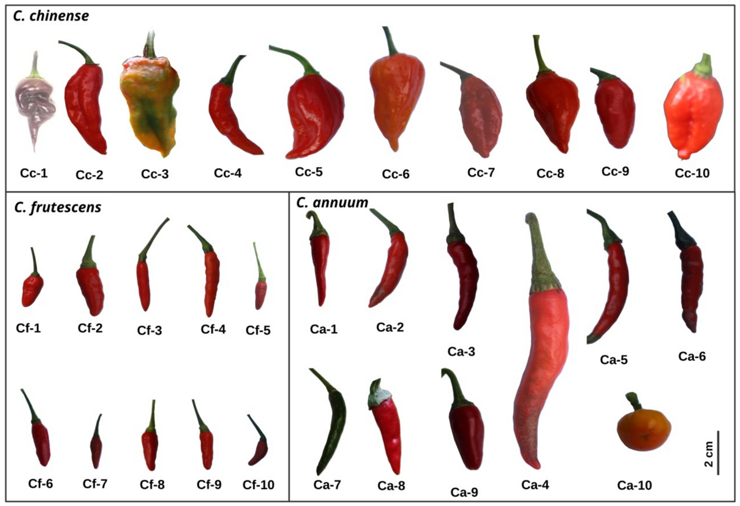 Identification and expression analysis of genes involved in biosynthesis of Vitamin C and E in  species