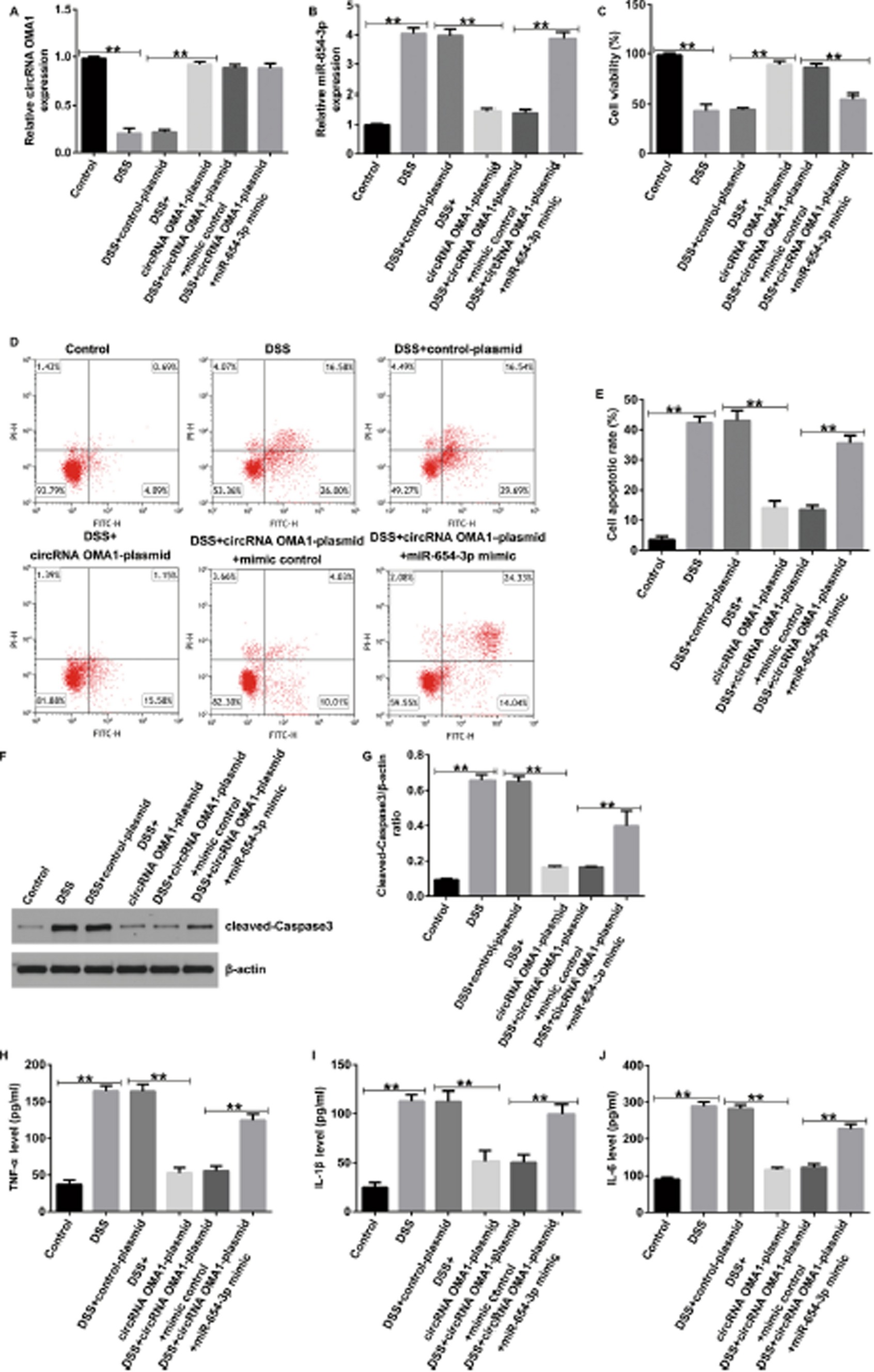 Correction: Mechanism underlying the role of the circRNA OMA1/miR-654-3p/RAF1 axis in children with inflammatory bowel disease