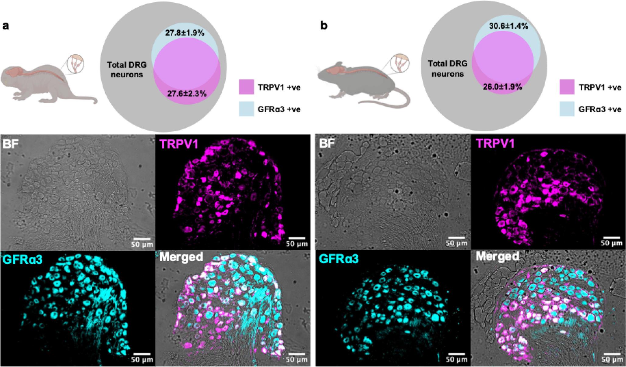 Artemin sensitises mouse () and naked mole-rat () sensory neurons in vitro
