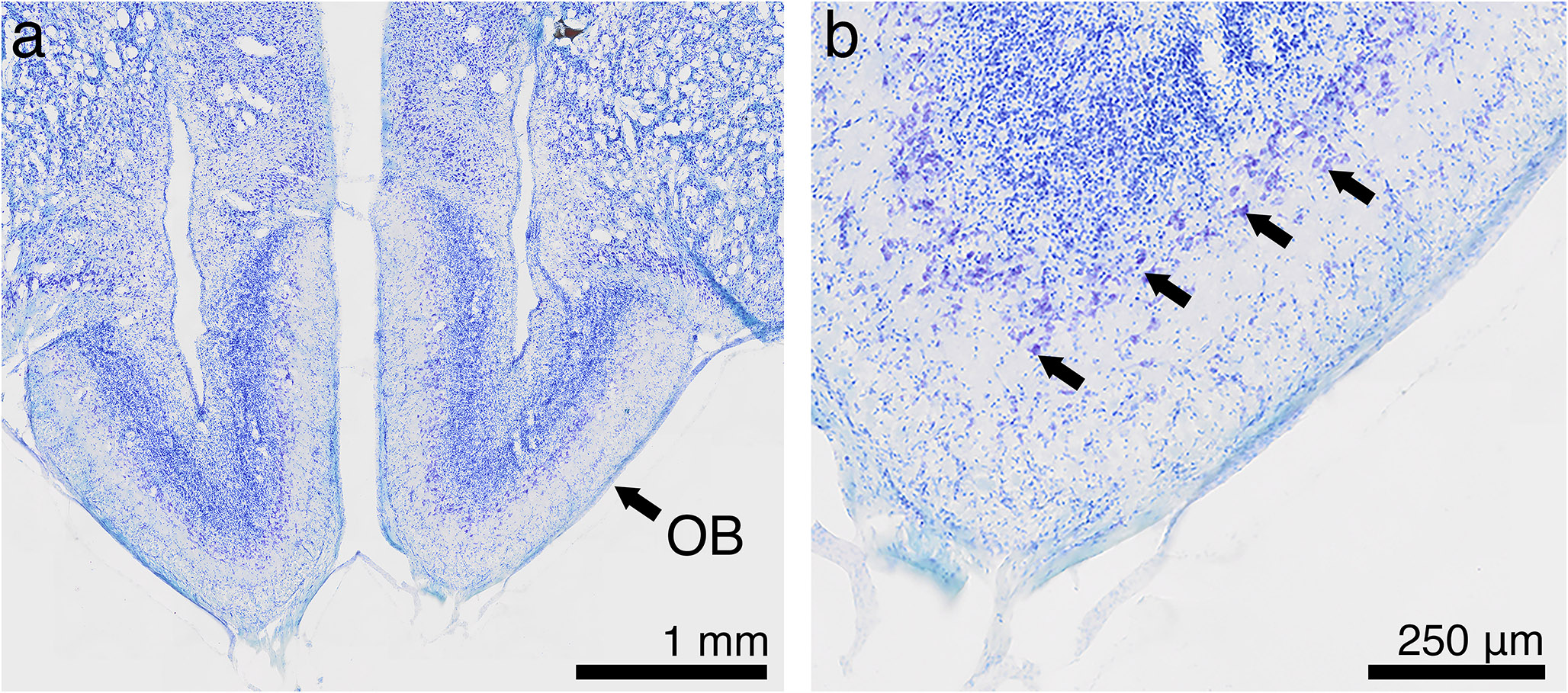 The olfactory bulbs of homing pigeons are not enlarged compared with other pigeon breeds