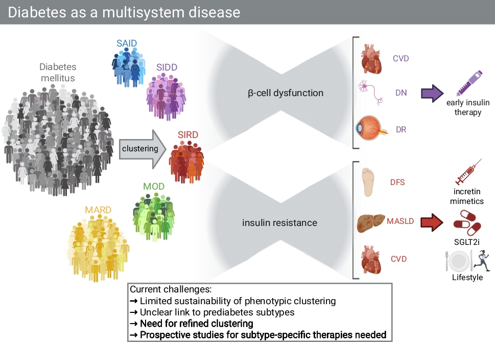 Diabetes mellitus as a multisystem disease: understanding subtypes, complications, and the link with steatotic liver diseases in humans