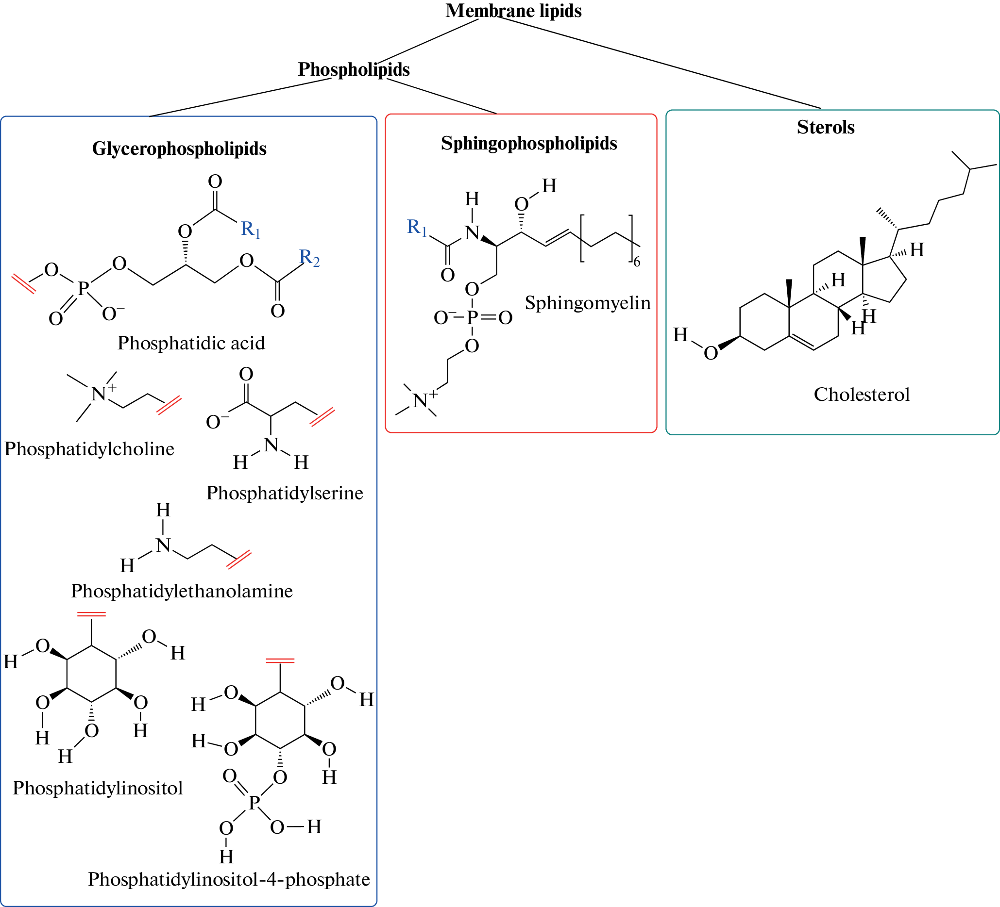 Recombinant Protein Biosensors of Cell Membrane Lipids