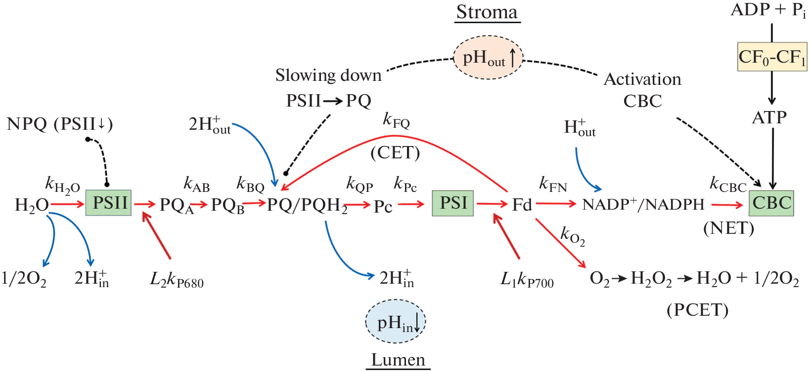 Optimizing Oxygenic Photosynthesis: pH-Regulation of Electron Transport in Chloroplasts