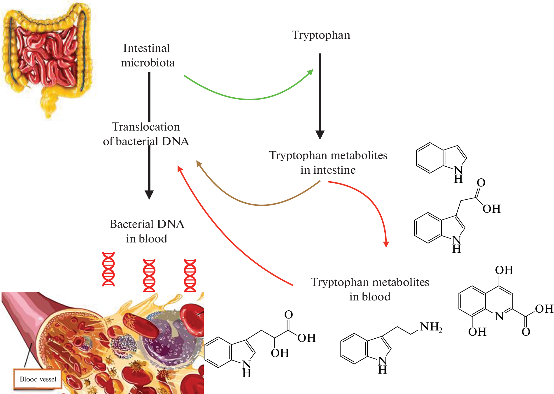 Potential Influence of Tryptophan Metabolites on Translocation of Bacterial DNA into the Blood in Normal Conditions and in Various Obesity Phenotypes