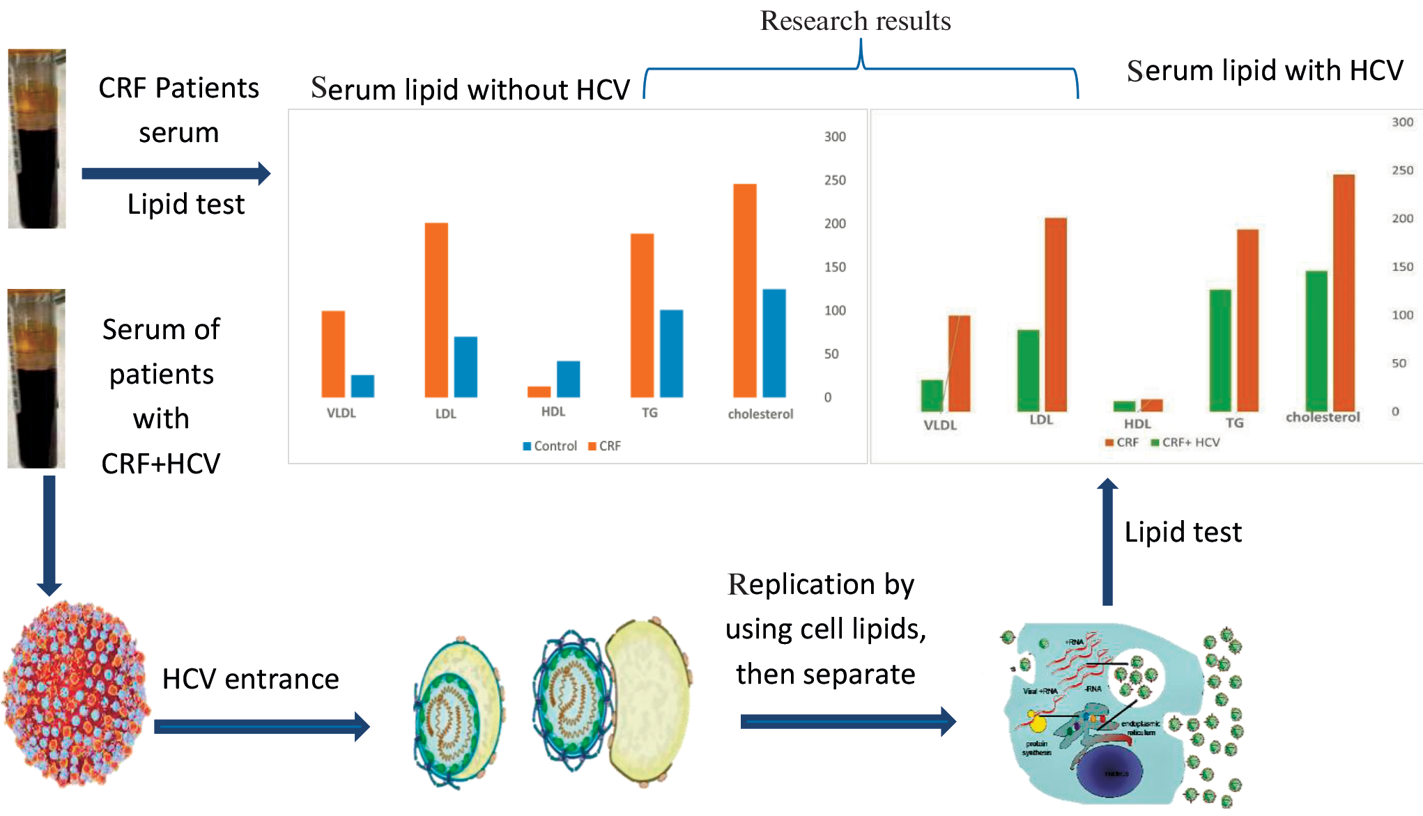 Hepatitis C Specificity in Lowering Serum Lipids of Patients with Chronic Renal Failure