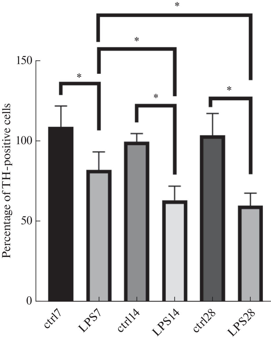 Study of Metabolic Plasticity of the Brain in Animals with Modeled Parkinson’s Disease