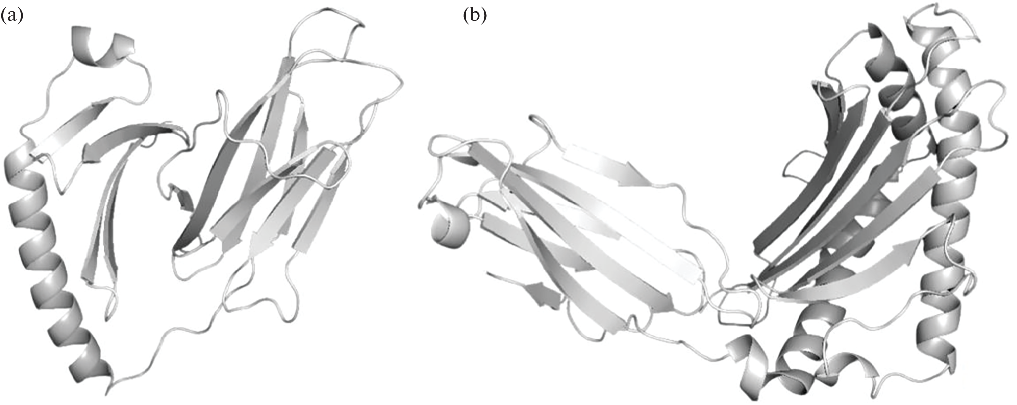 Cj0983 and Cj0090 Lipoproteins Contain Potential Linear Peptide Epitopes for Anti- Vaccine Applications