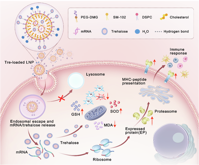 Trehalose-loaded LNPs enhance mRNA stability and bridge in vitro in vivo efficacy gap