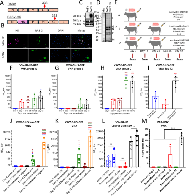 Immunogenicity and safety of a rabies-based highly pathogenic influenza A virus H5 vaccine in cattle
