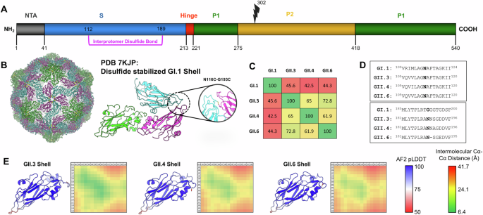 Stabilization of norovirus GII.3 virus-like particles by rational disulfide engineering