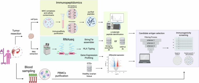 Proteogenomic approach to immunopeptidomics of ovarian tumors identifies shared peptide vaccine candidates