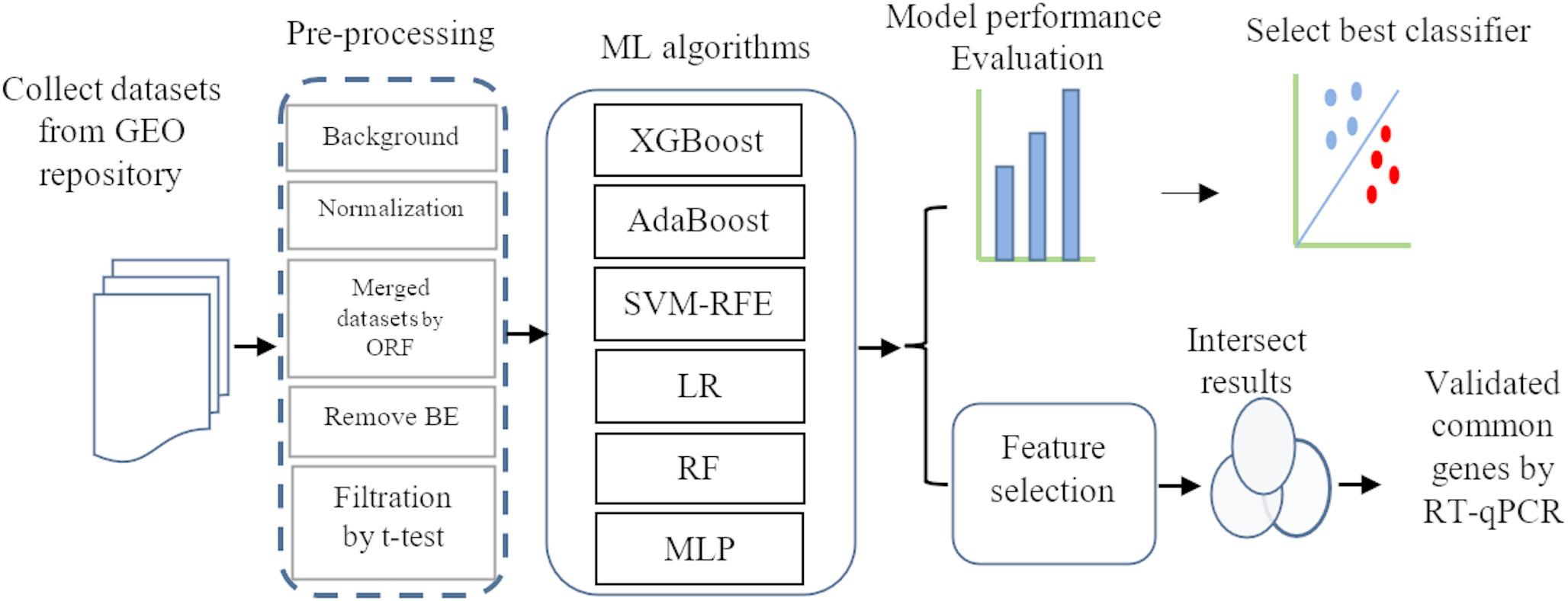 Integrative machine learning and RT-qPCR analysis identify key stress-responsive genes in  HB8