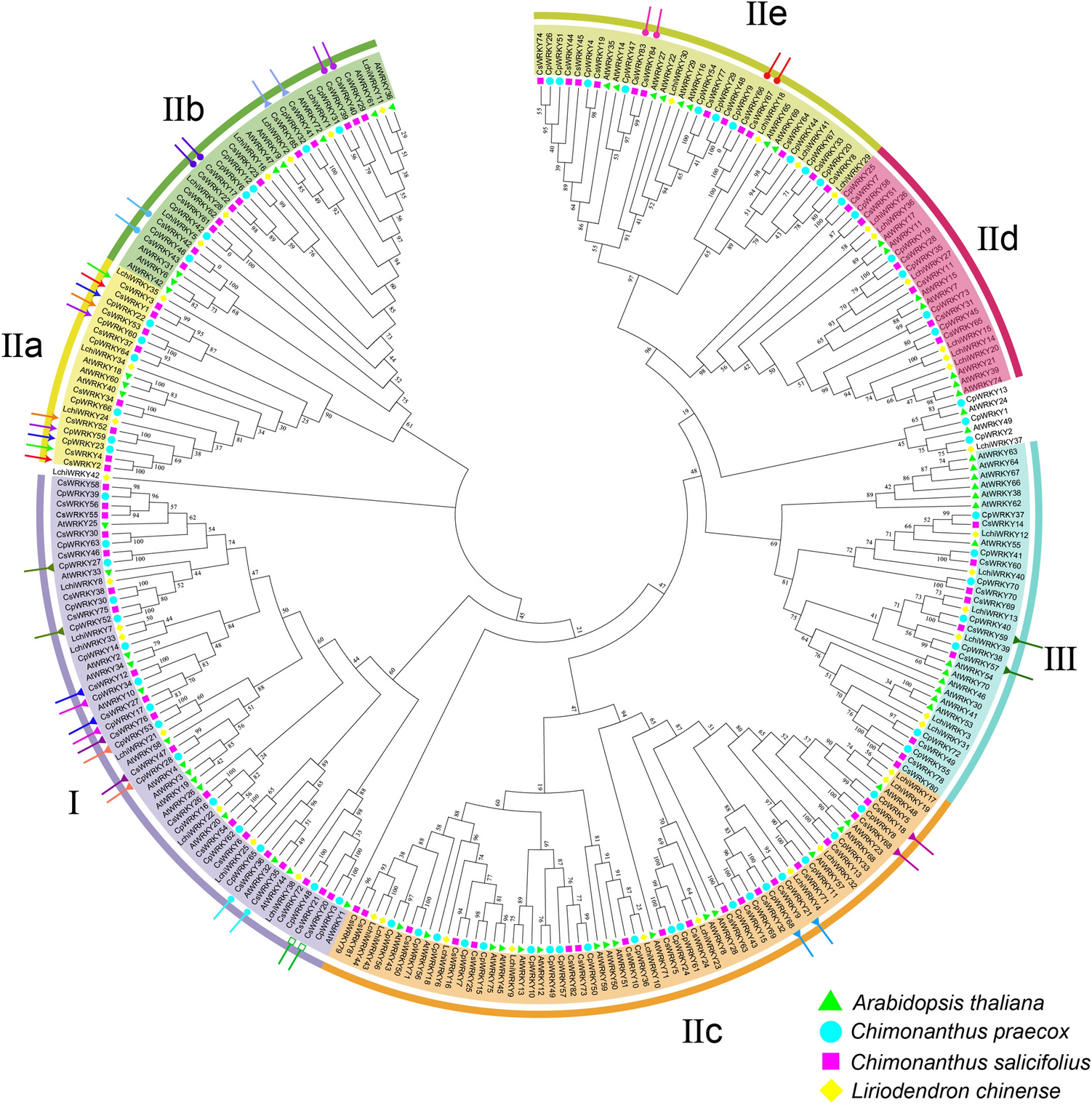 Comparative analysis of the WRKY gene family between  and