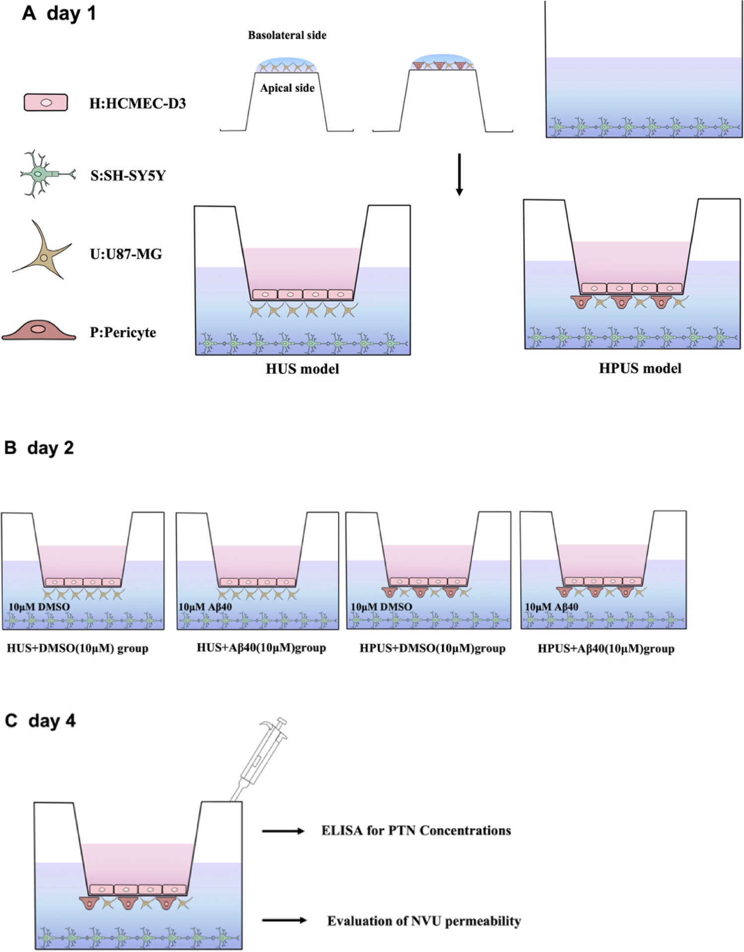 Pericyte loss: a key factor inducing brain Aβ40 accumulation and neuronal degeneration in cerebral amyloid angiopathy