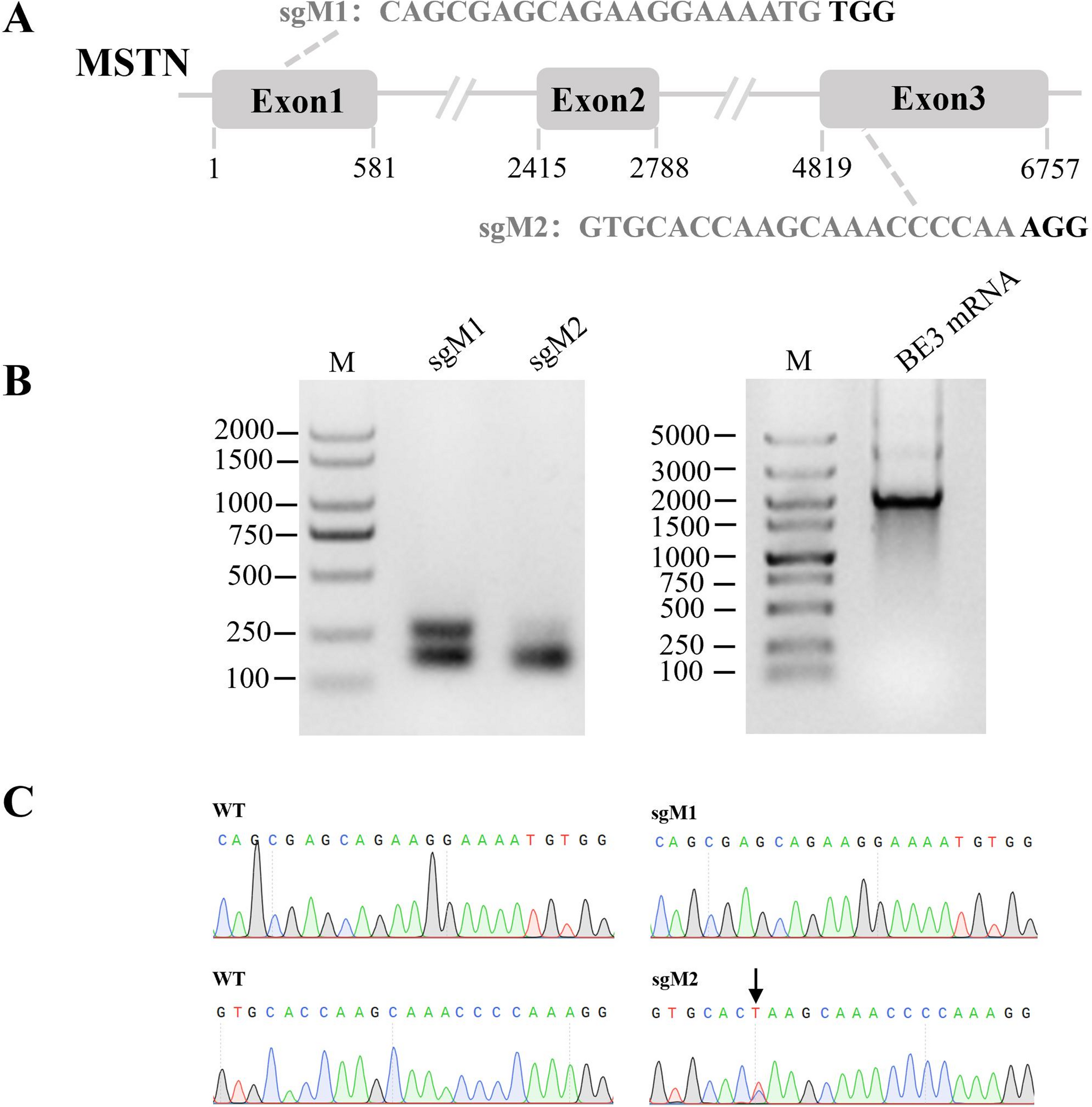 Cytosine base editor-mediated high-efficiency myostatin editing in Hu sheep