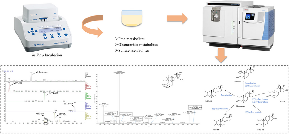 Characterization and metabolic profiling of oxymetholone and methasterone metabolites studied with human liver S9 model using GC-Orbitrap-HRMS for anti-doping purposes