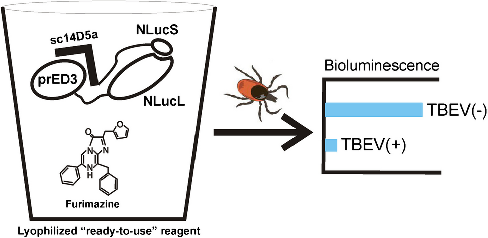 Designing the homogeneous competitive bioluminescence-based assay for tick-borne encephalitis virus (TBEV) point-of-care detection