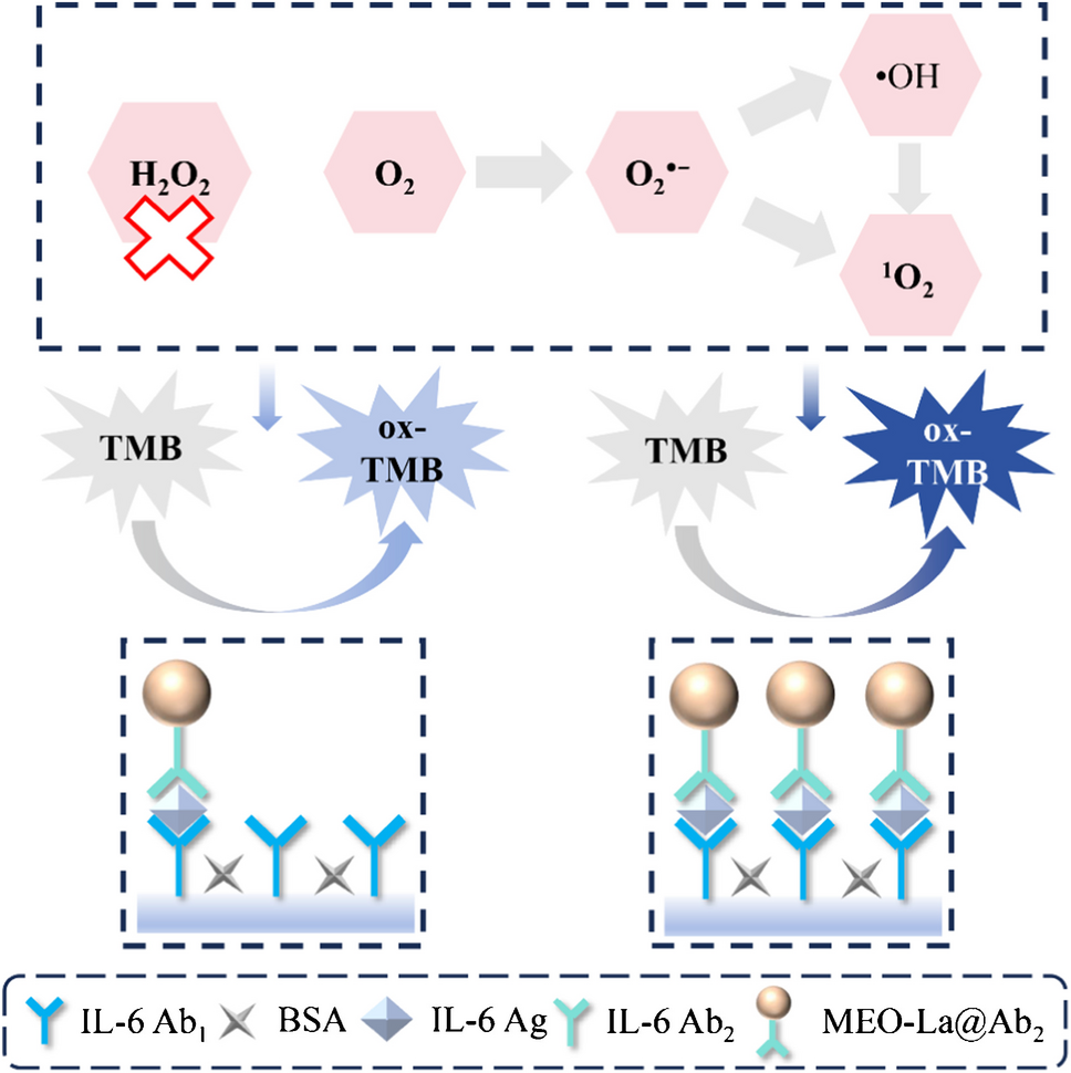 Medium-entropy nanoenzyme with high oxidase-like activity for sensitive detection of interleukin-6 based on ELISA