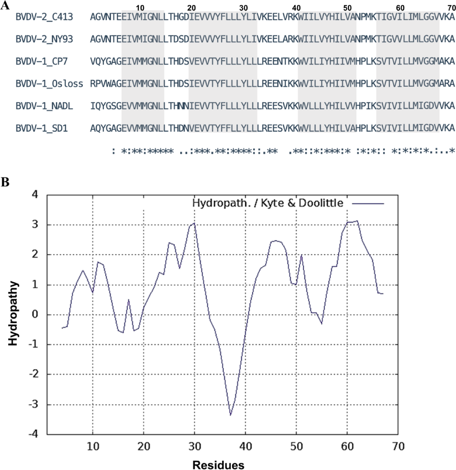 Computational exploration and molecular dynamics simulations for investigating the potential inhibitory mechanism of amantadine on the ion channel activity of bovine viral diarrhea virus p7