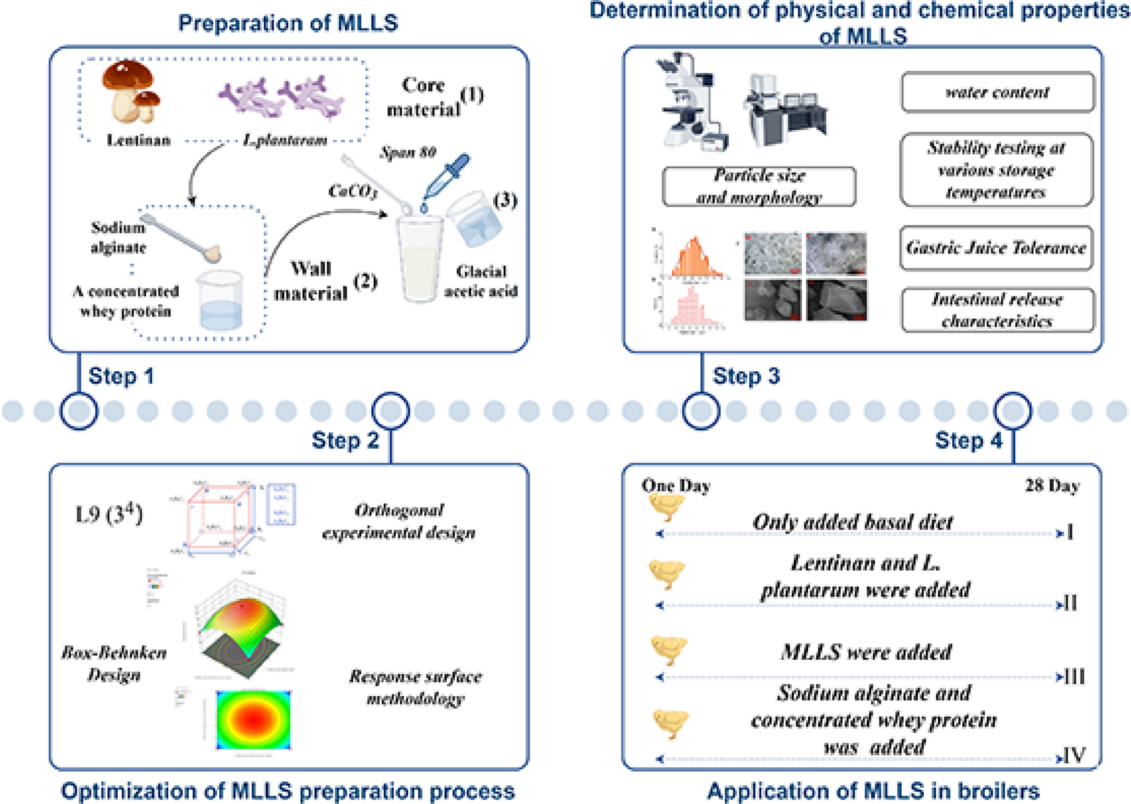 Synbiotic microencapsulation of Lactiplantibacillus plantarum-lentinan for enhanced growth in broilers
