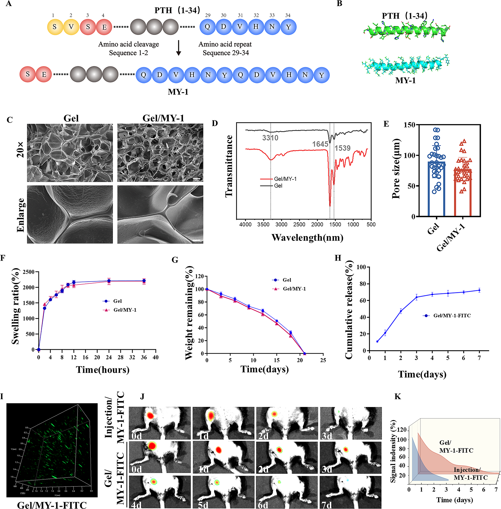 MY-1 promotes angiogenesis in the ischemic hindlimbs by regulating the stability of CDC42 via PSMD14