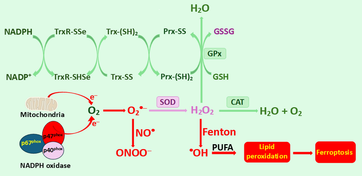 Interplay of oxidative stress and antioxidant mechanisms in cancer development and progression