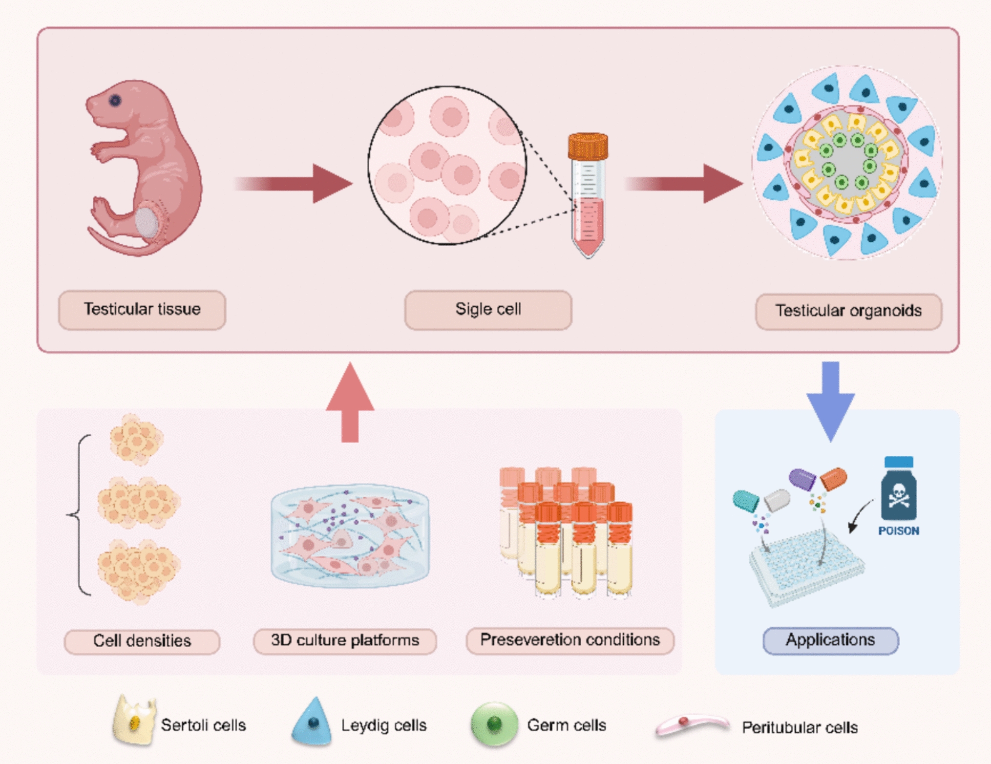 Construction of testicular organoids and their applications in the field of toxicology
