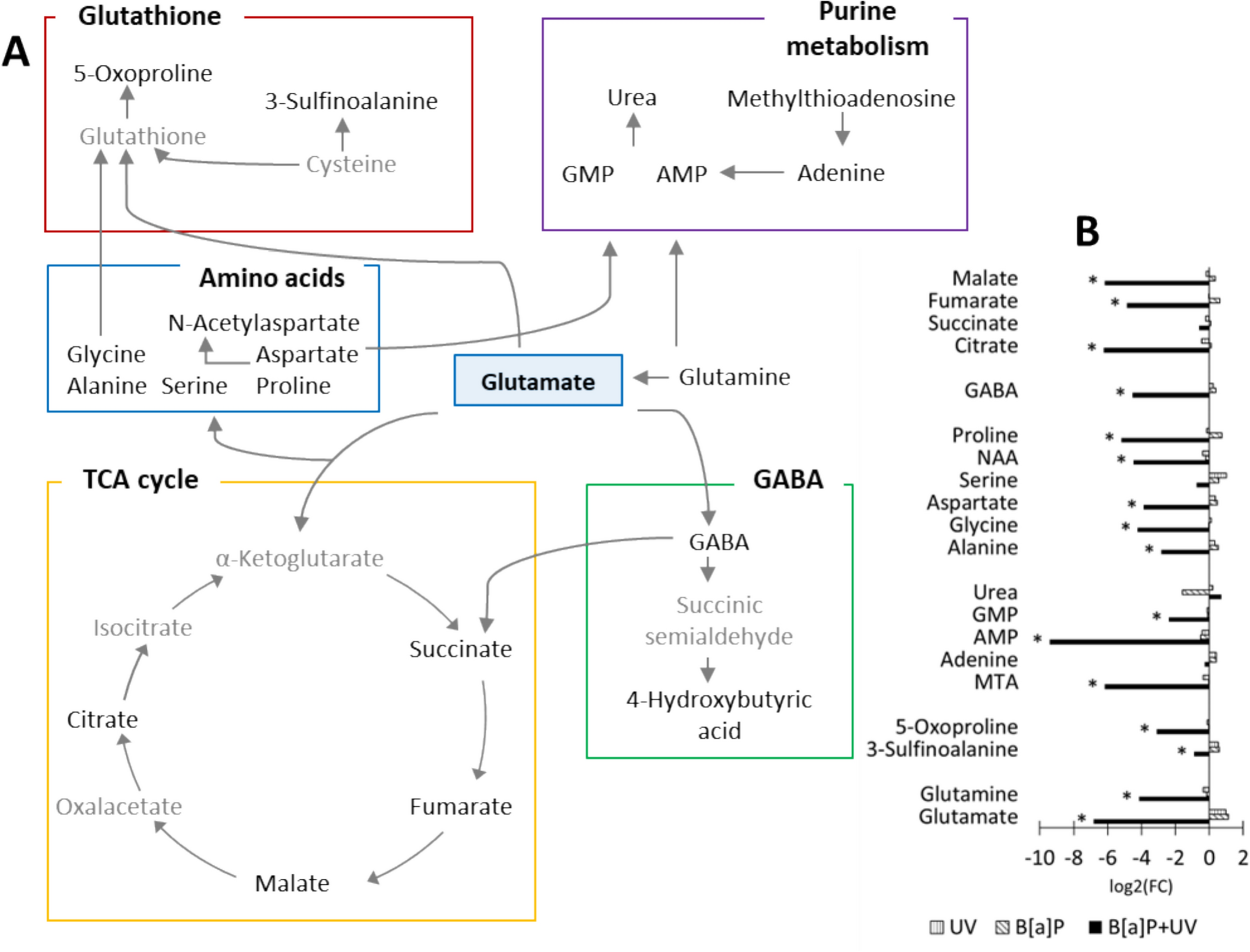 Glutaminolysis impairment and immunometabolic dysregulation in U937 cells: Key mechanisms in occupational and environmental skin exposure to UV and benzo[a]pyrene