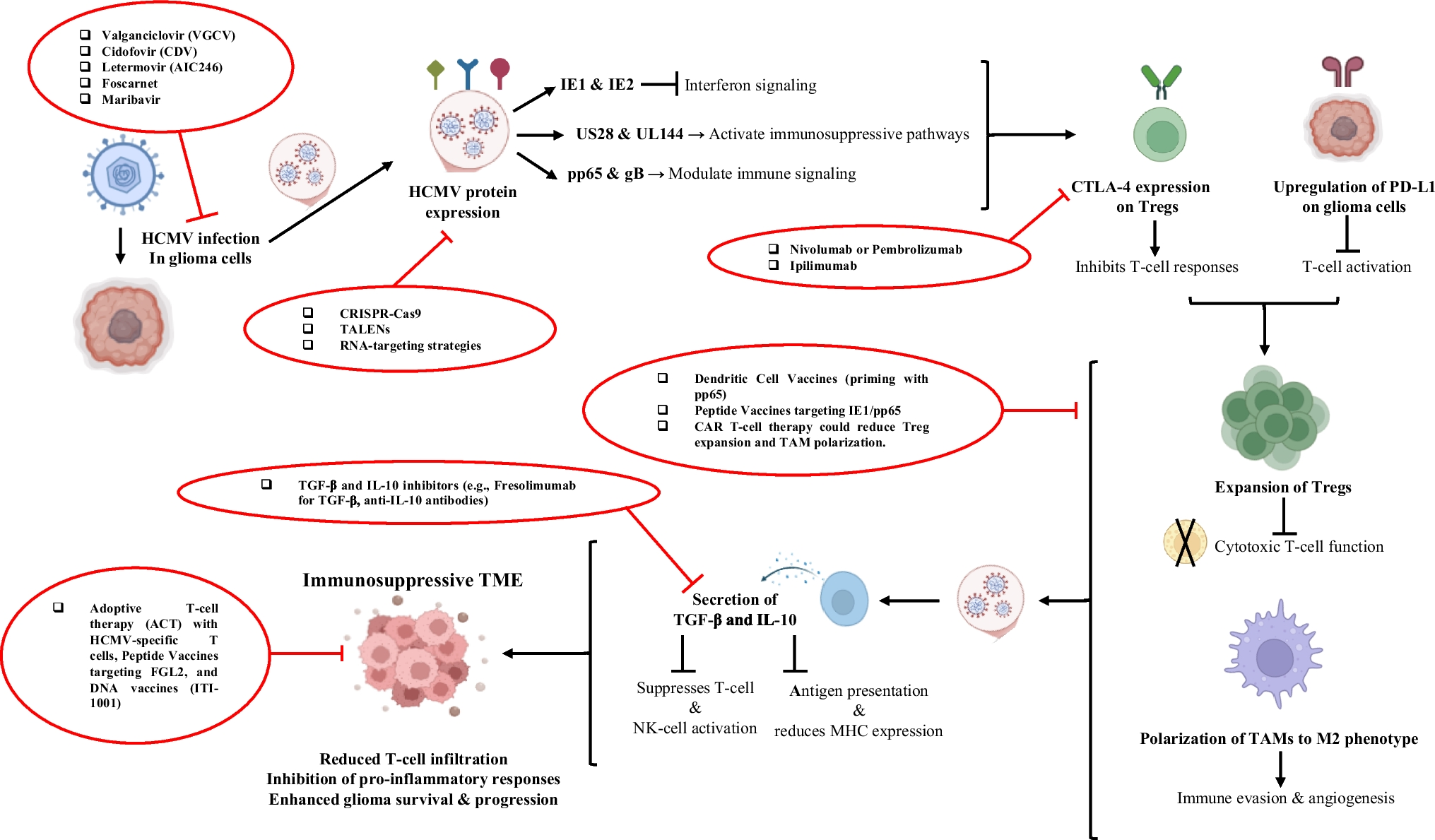 Human Cytomegalovirus-Induced Immune Tolerance in Glioma