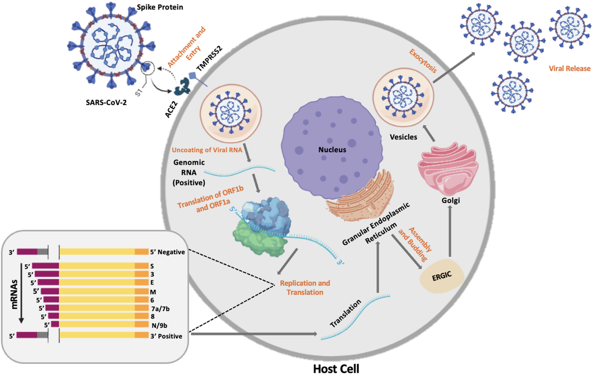 DNA Vaccines, an Innovative Vaccine Platform against COVID-19