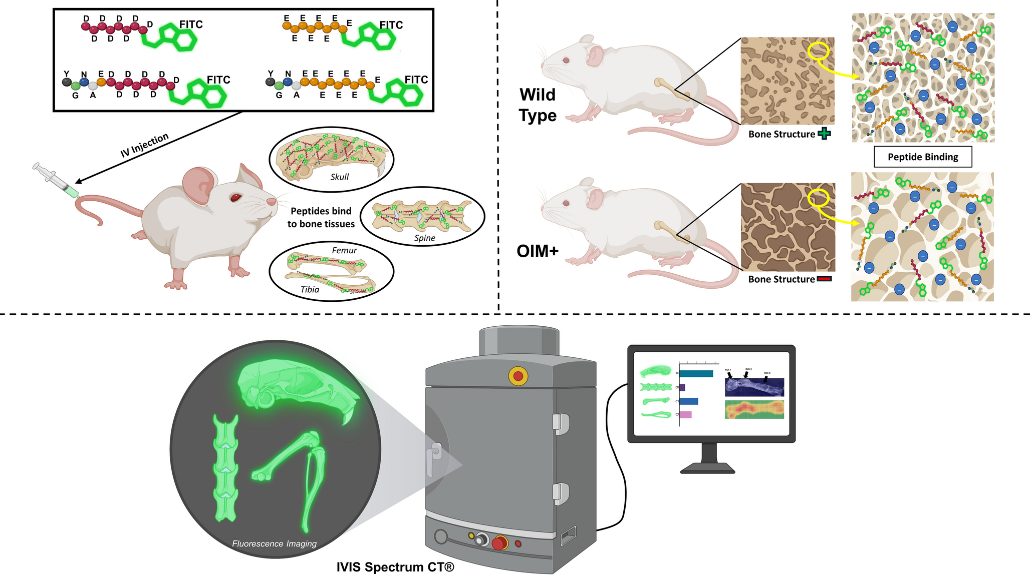 Image-guided in vivo evaluation and comparison of bone-targeting peptides for therapeutic intervention