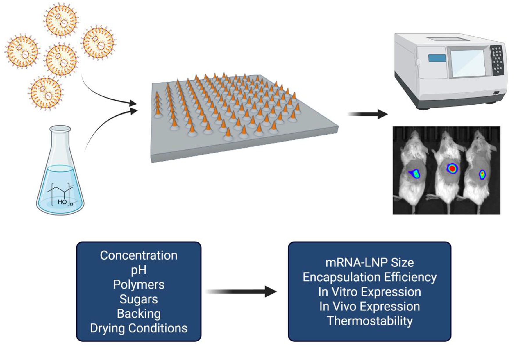 Development of a microneedle patch for delivery of mRNA-lipid nanoparticles