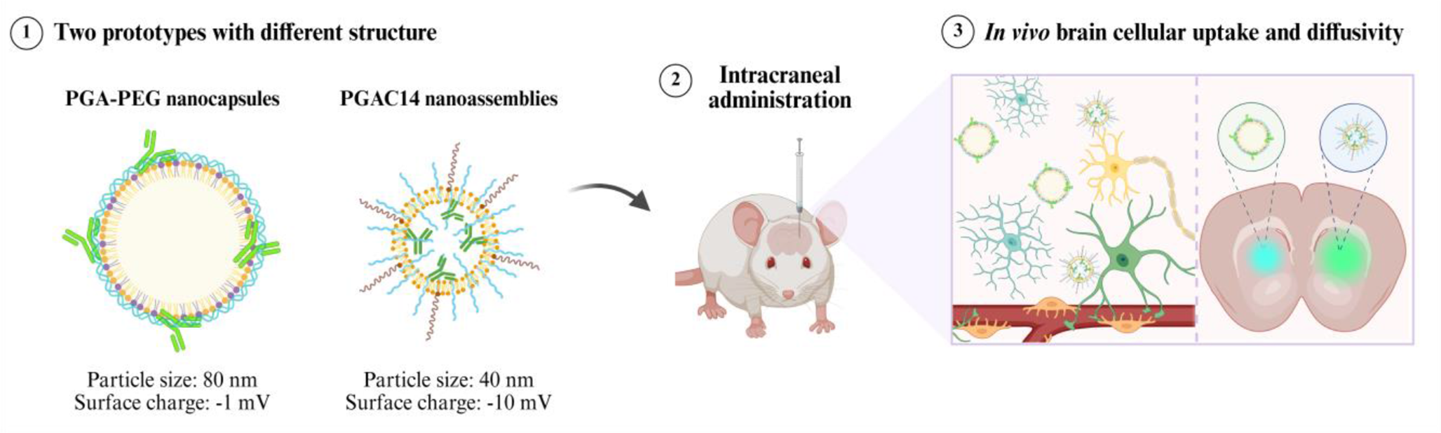 Delivery of monoclonal antibodies to the brain: the impact of nanocarrier structure
