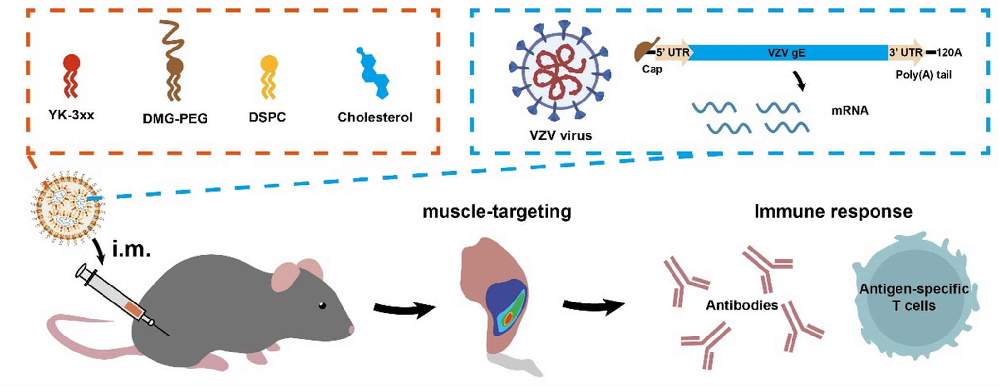 Muscle-targeting LNP vaccines enable potent immune responses against varicella zoster virus