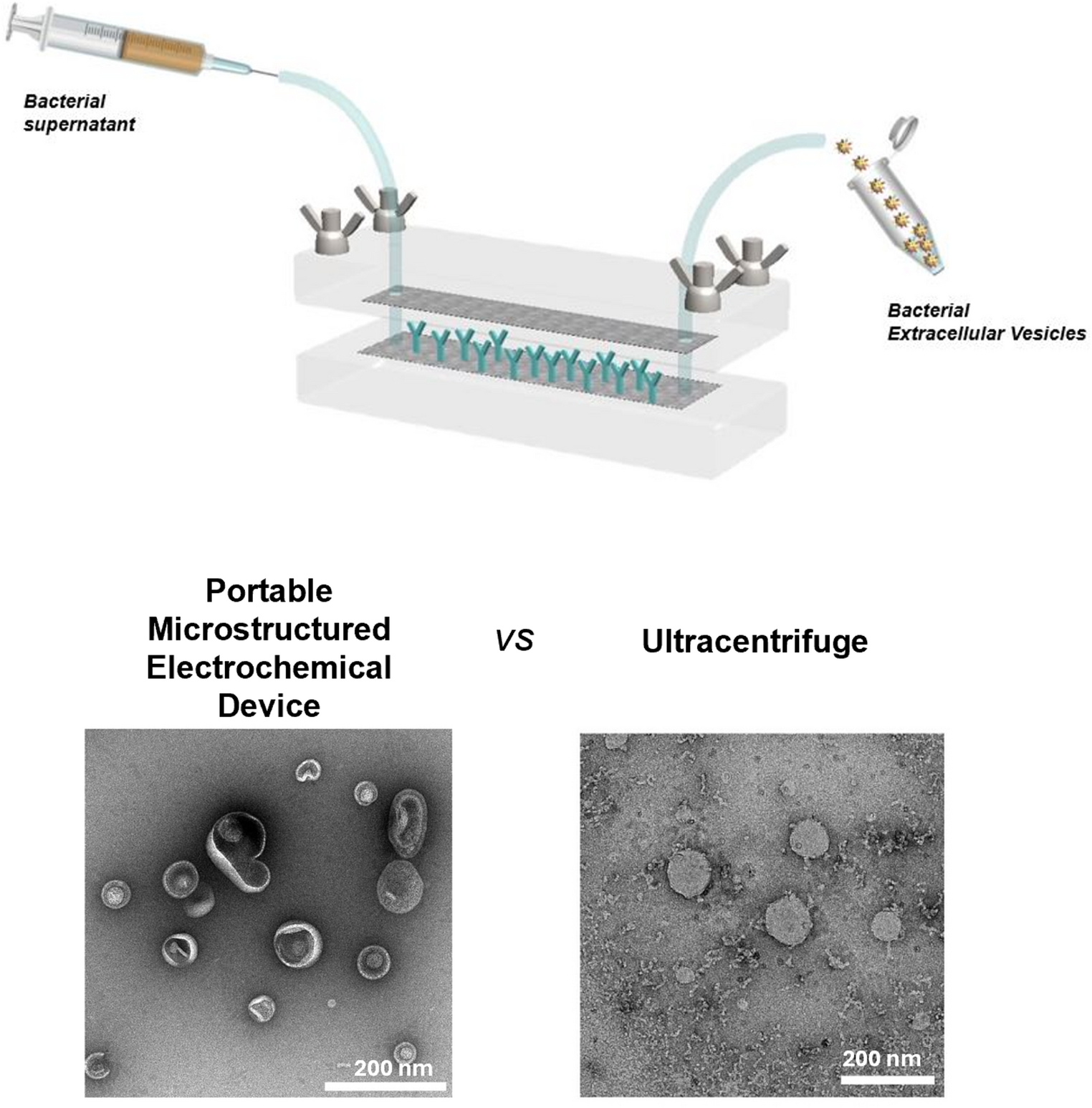 Isolation of bacterial extracellular vesicles from raw samples using a portable microstructured electrochemical device