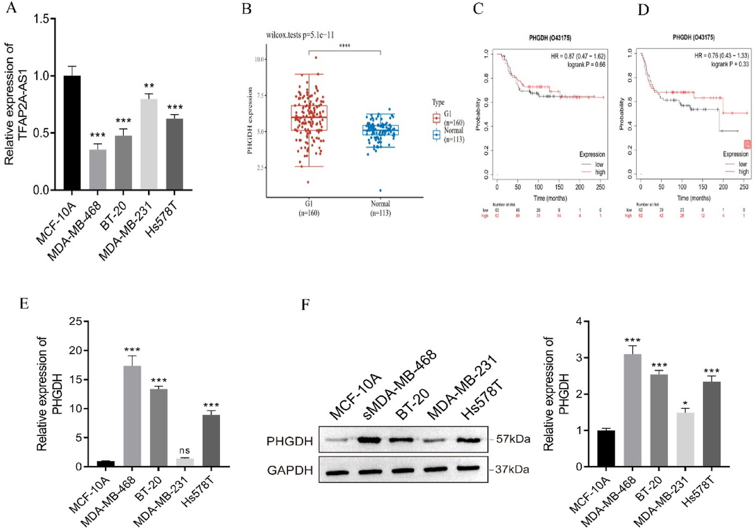 Mechanistic study on the inhibition of triple-negative breast cancer progression by LncRNA TFAP2A-AS1 through the regulation of miR-6892/PHGDH