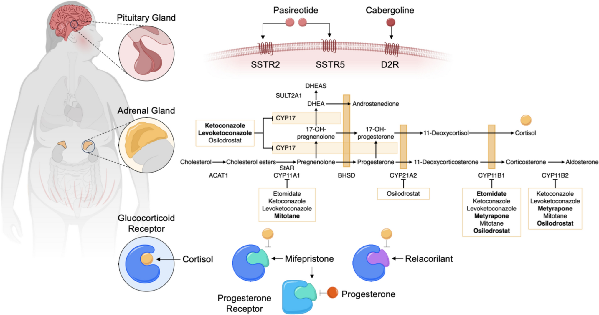 Update on Medical Treatment of Cushing’s Syndrome