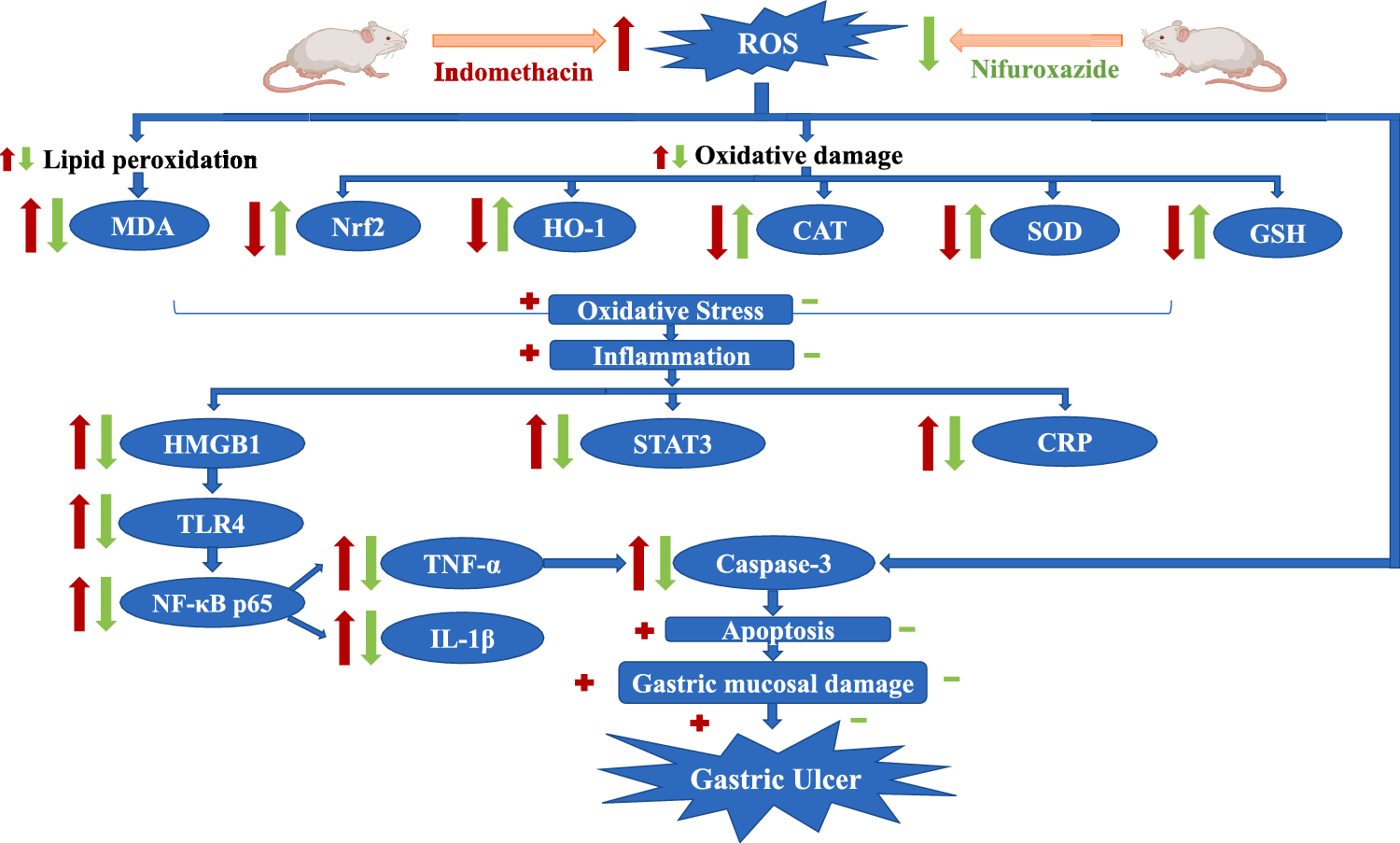 Gastroprotective effect of nifuroxazide against indomethacin-induced gastric ulcers in rats via modulation of Nrf2/HO-1, HMGB1/TLR4/NF-κB p65, and apoptotic caspase-3 signaling pathways