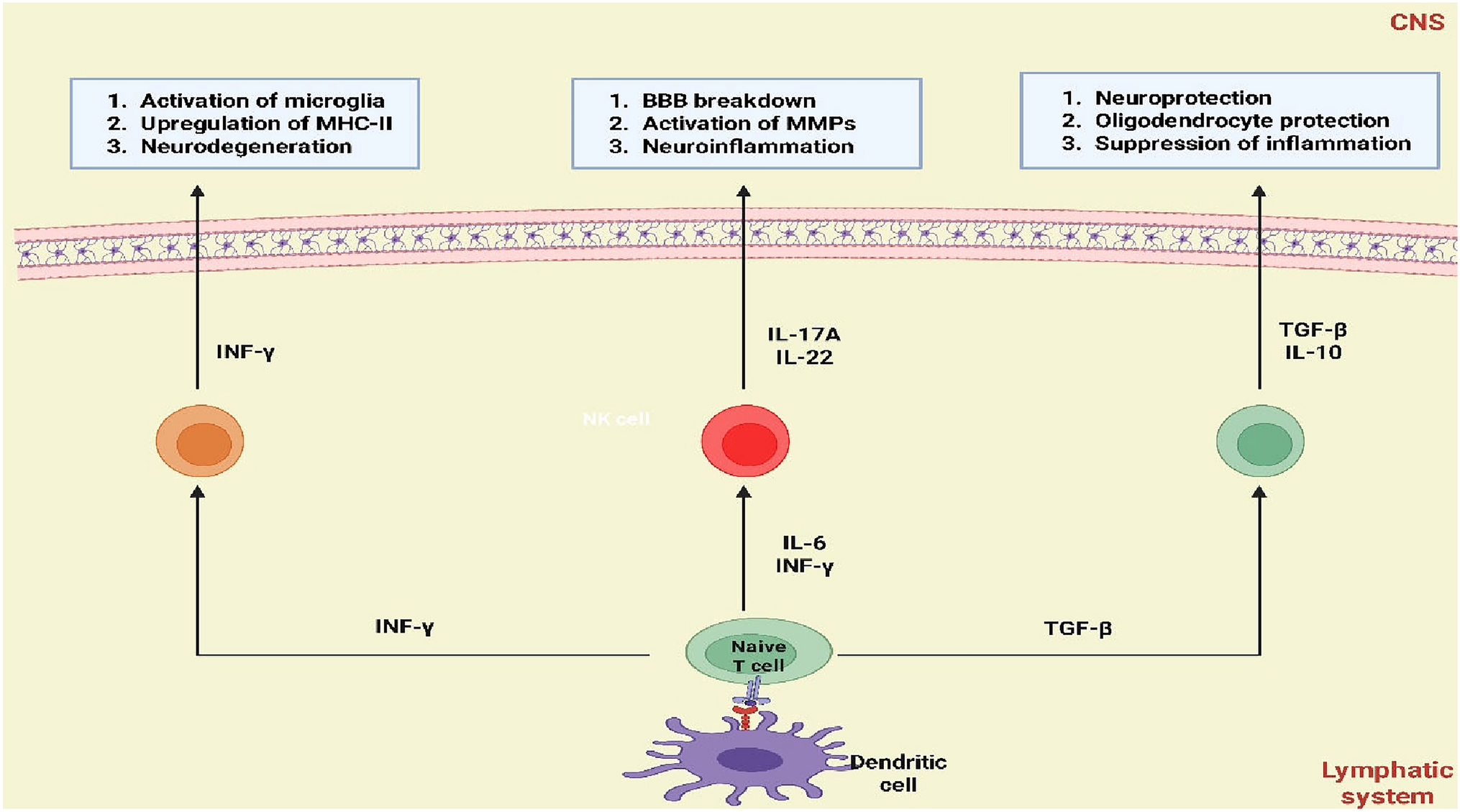 Beyond the blood–brain barrier: unraveling T cell subsets in CNS immunity and disease