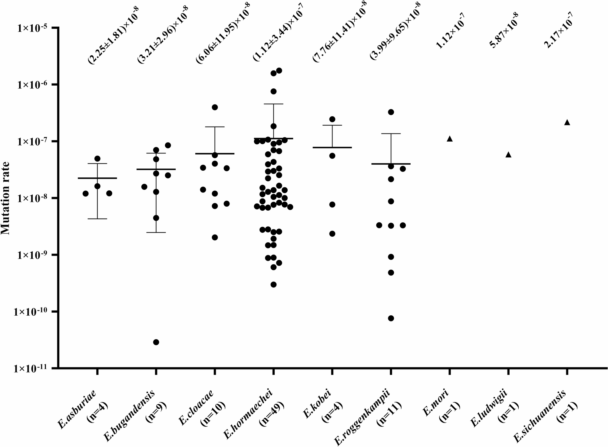 Correlation between the mutation rates for ampC derepression and species or ampC genotypes in Enterobacter cloacae complex