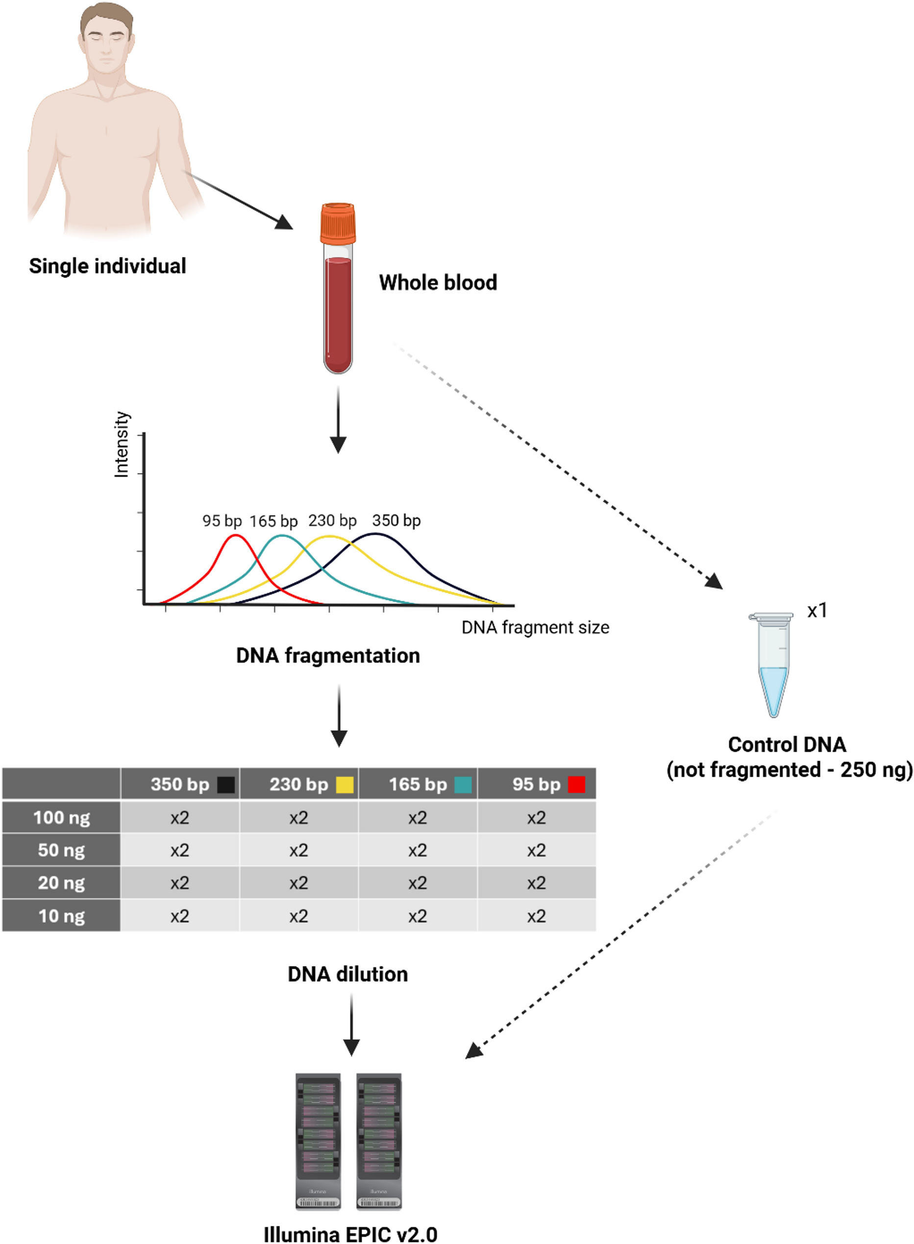 Evaluation of the HumanMethylationEPIC v2.0 Bead Chip Using Low Quality and Quantity DNA Samples